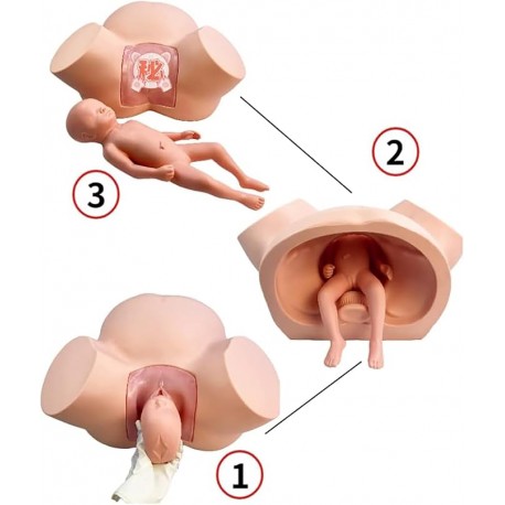 FOR941 - Mannequin de démonstration...