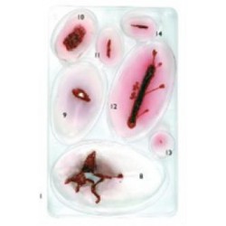 Assortiment Blessures No2 LAERDAL