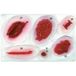 Assortiment Blessures No5 LAERDAL
